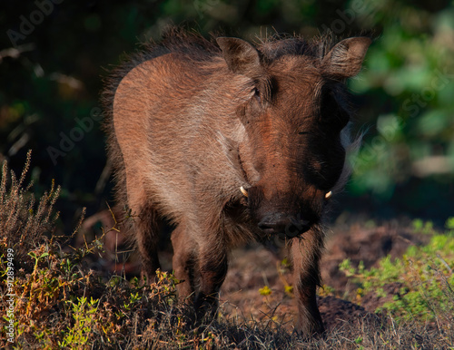 Common Warthog sow (Phacochoerus africanus) pauses whilst browsing in a Spekboom thicket, Addo Elephant National Park. photo