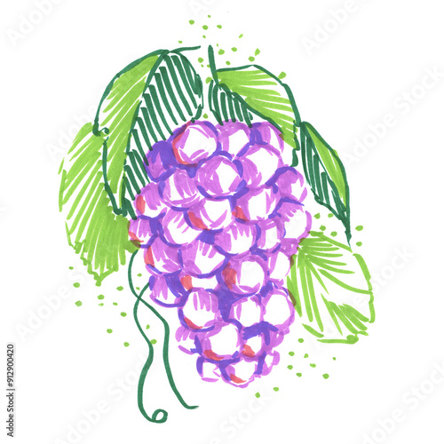 Black, white grapes, sketch illustration with a bunch of grapes. A vine with blue, red, green berries, fruits, drawn with a marker, felt-tip pen by hand. Illustration of grapes with leaves.