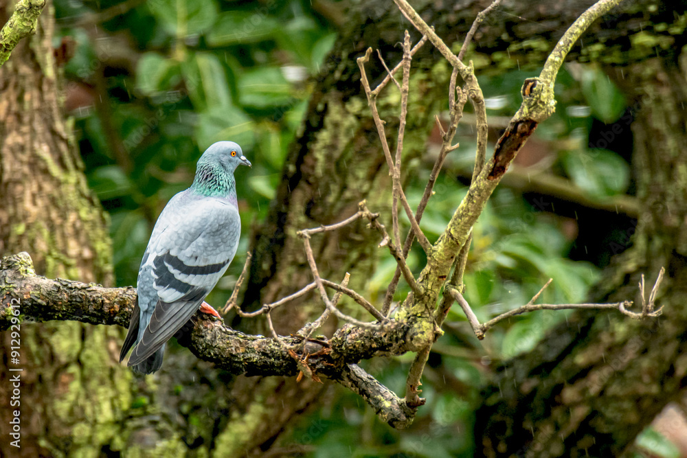 Indian grey domestic pigeon on tree Indian grey domestic pigeon on tree