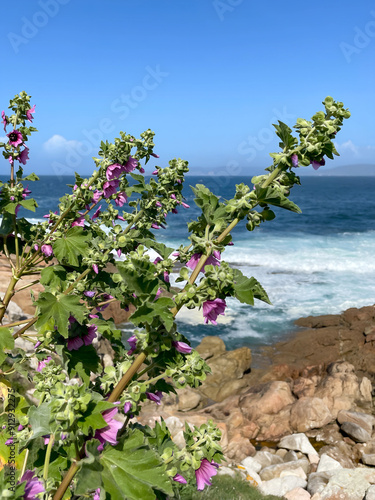 Violet flowers on the ocean coast photo