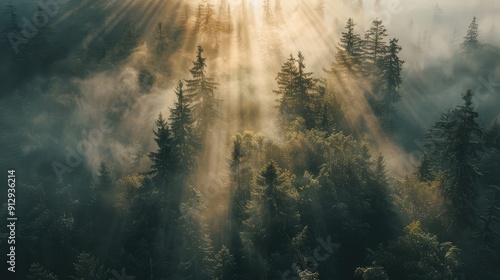 sun rays through the forest