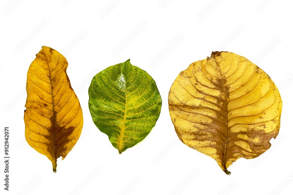 Obraz premium autumn leaves isolated on white