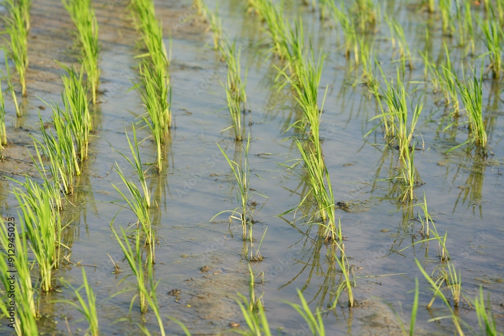 Close-up view of young rice plants growing in a flooded paddy field Close-up view of young rice plants growing in a flooded paddy field