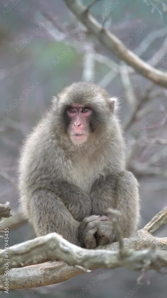 cute monkey eating branches in its national habitat cute monkey eating branches in its national habitat