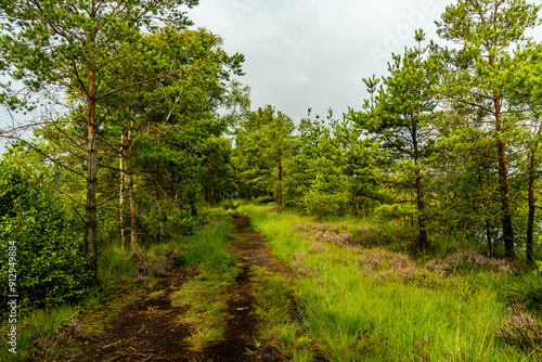 Ein herrliche Wanderung durch die einzigartige und farbenfrohe Landschaft der Osterheide - Bispingen - Niedersachsen - Deutschland