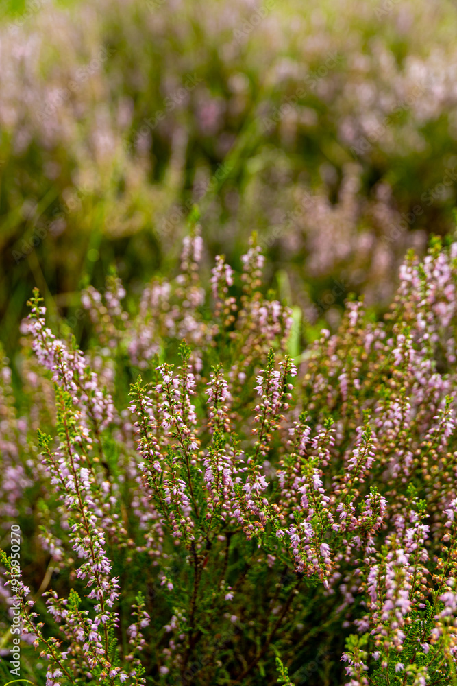 Obraz premium Ein herrliche Wanderung durch die einzigartige und farbenfrohe Landschaft der Osterheide - Bispingen - Niedersachsen - Deutschland