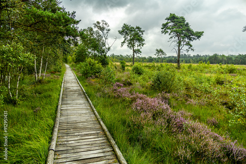 Ein herrliche Wanderung durch die einzigartige und farbenfrohe Landschaft der Osterheide - Bispingen - Niedersachsen - Deutschland