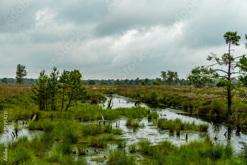 Ein herrliche Wanderung durch die einzigartige und farbenfrohe Landschaft der Osterheide - Bispingen - Niedersachsen - Deutschland photo