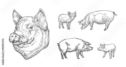 Pig with Piglets Domestic Animals Drawing Hand Drawn Engraving Style Cattle Silhouettes and Heads. Retro Vector illustrations Set Isolated