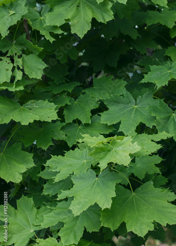 Beautiful Norway maple green leaves in early summer, Acer platanoides, vertical image, selected focus.