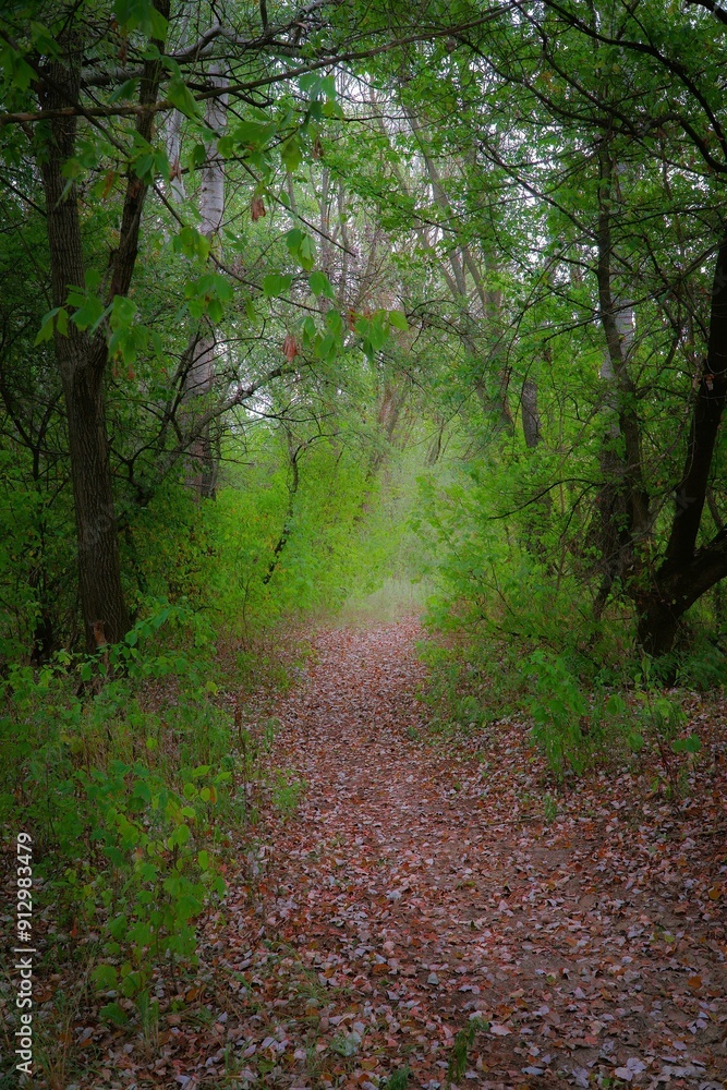 Obraz premium A path through the forest.