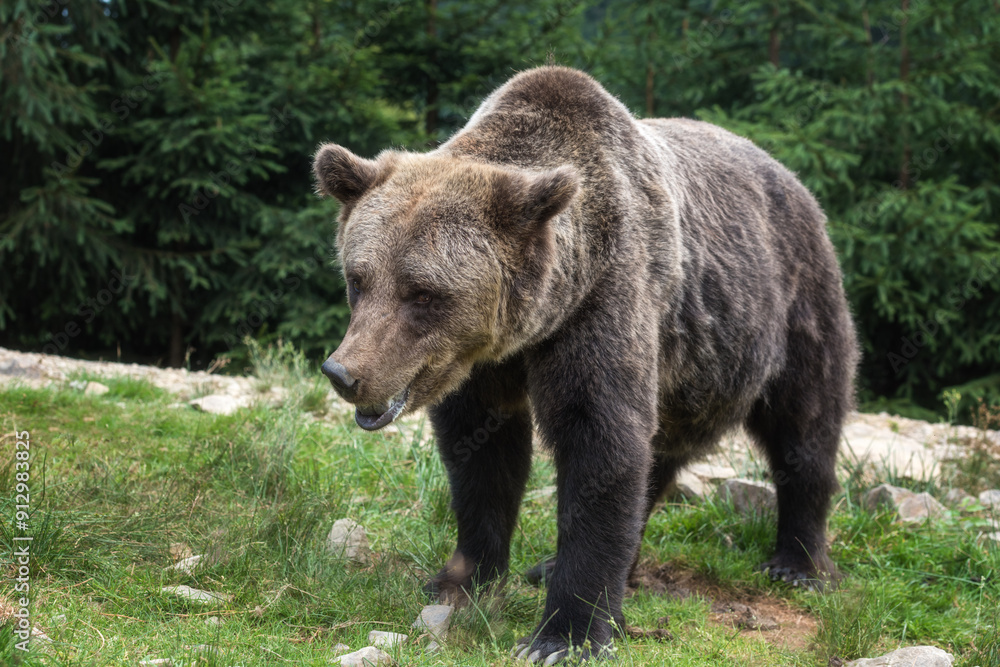 Large Brown bear (ursus arctos) on the forest background, animal in the wild. National Nature Park Synevyr, Carpathian mountains, Brown bears rehabilitation center, Transcarpathian region, Ukraine Large Brown bear (ursus arctos) on the forest background, animal in the wild. National Nature Park Synevyr, Carpathian mountains, Brown bears rehabilitation center, Transcarpathian region, Ukraine