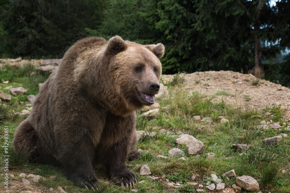 Large Brown bear (ursus arctos) on the forest background, animal in the wild. National Nature Park Synevyr, Carpathian mountains, Brown bears rehabilitation center, Transcarpathian region, Ukraine Large Brown bear (ursus arctos) on the forest background, animal in the wild. National Nature Park Synevyr, Carpathian mountains, Brown bears rehabilitation center, Transcarpathian region, Ukraine