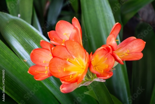 Natal lily (known as bush lily and clivia miniata) flower photo