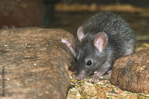 Ratte zwischen Steinen in einer Scheune bei der Aufnahme von Futter 
