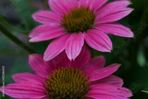 Beautiful close-up photo of a pink-purple cone flower. 