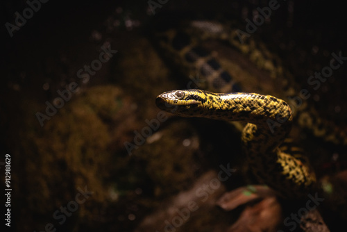 Yellow anaconda photo