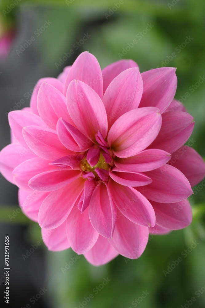 Fototapeta premium Beautiful close-up of pink dahlia flower.