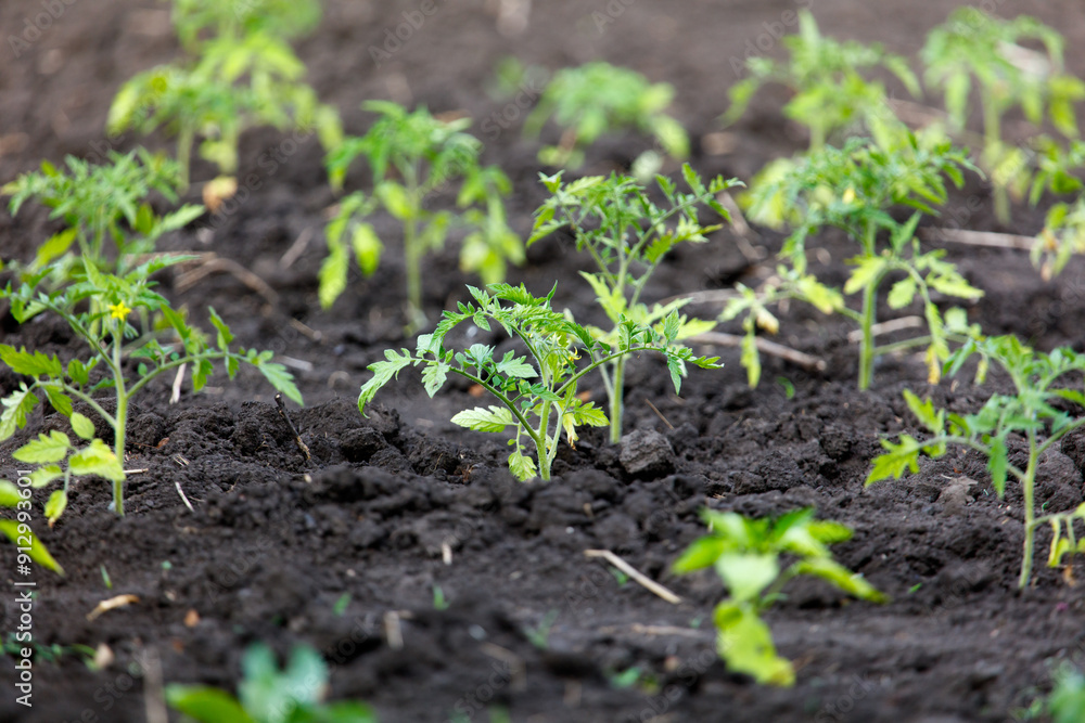 Tomato seedlings in the ground in the garden Tomato seedlings in the ground in the garden