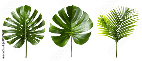 assorted tropical leaves isolated png transparent  background photo