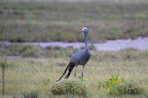 Blue Crane (Grus paradisea), also known as the Stanley crane and the paradise crane searching for food on the plains near the Pan in Etosha National Park in Namibia photo