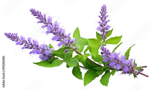 Fototapeta Naklejka Na Ścianę i Meble -  PNG Lavender blossom flower plant.