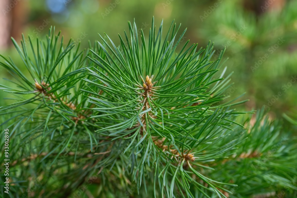 Young pine branches close-up. Ecology. Natural green background. Pine needles. Young pine branches close-up. Ecology. Natural green background. Pine needles.