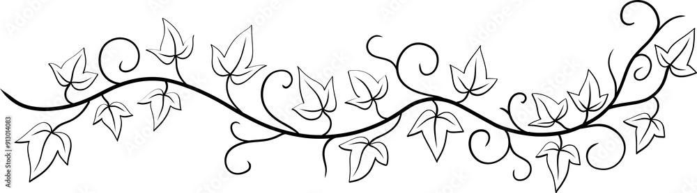 Fototapeta premium ivy plant drawing illustraivy plant drawing illustration.