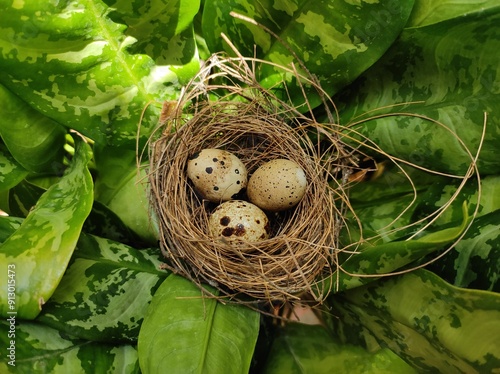 birds nest with eggs