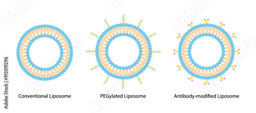 Conventional Liposome, PEGylated Liposome and Antibody-modified liposomes. Phospholipids, Drug encapsulation. Vector illustration.