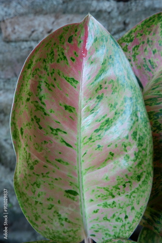 Red patterned green aglaonema. Red yellow leaf of Aglaonema bigroy. perfect aglonema bigroy motasion red is a beautiful ornamental plant with a variety of patterns. photo