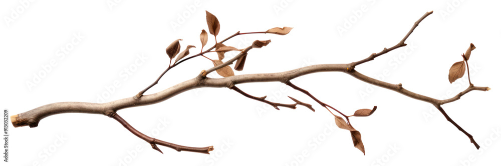 Fototapeta premium PNG Branch plant tree leaf transparent background
