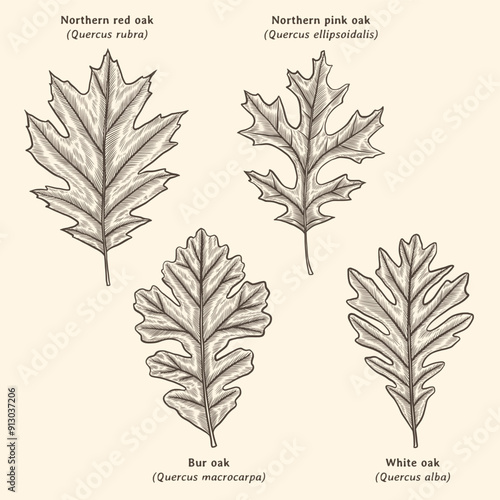 Oak leaves illustration. Oak leaf drawing. Oak leaves hand drawn in vintage engraving style. Oak leaf identification chart