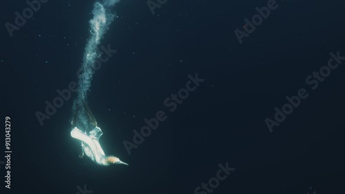 Underwater footage of gannet bird diving and catching fish with shark in shot in Port St Johns, South Africa. Sardine run, wild coast, hunting bait ball. Wild life nature of South Africa, Cape town photo