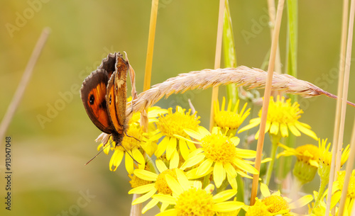 A gatekeeper butterfly on some yellow flowers