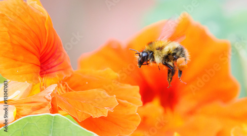 A honeybee about to land on a orange flower
