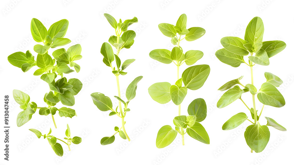 Fresh green oregano isolated on white, set Fresh green oregano isolated on white, set