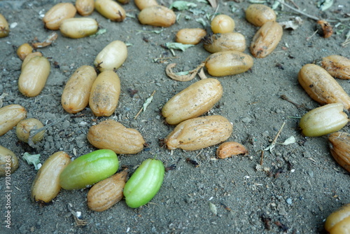 Rotten averrhoa bilimbi fruits on ground. Plantae, Oxalidaceae, Averrhoa, Oxalidales. Many bilimbi fruit fell to the ground. Failure of bilimbi fruit cultivation. photo