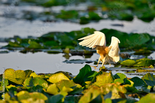 Rallenreiher // Squacco heron (Ardeola ralloides) photo