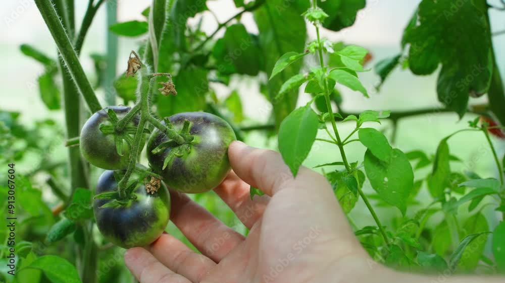 A hand inspects the growing tomatoes, which should turn black when ripe. Cultivation of unusual varieties of tomatoes A hand inspects the growing tomatoes, which should turn black when ripe. Cultivation of unusual varieties of tomatoes