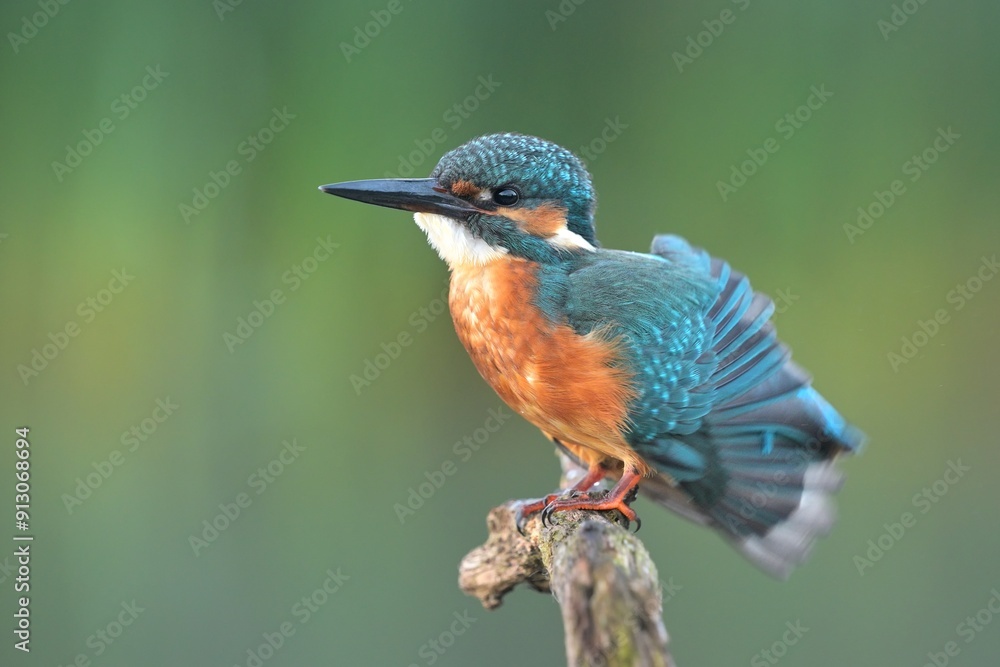 Obraz premium Common kingfisher Alcedo atthis bird songbird wildlife nature predator cock o the north, beautiful animal mountain finch, animal, bird watching ornithology, flower bud fauna wildlife Europe