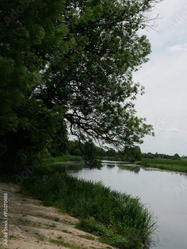 the river in the forest. A wild sandy beach in summer with a river in the background of trees
