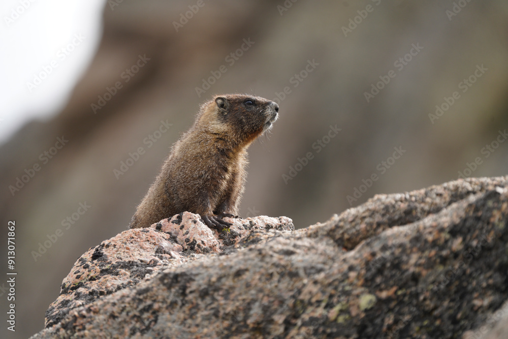 Yellow-bellied Marmot Yellow-bellied Marmot