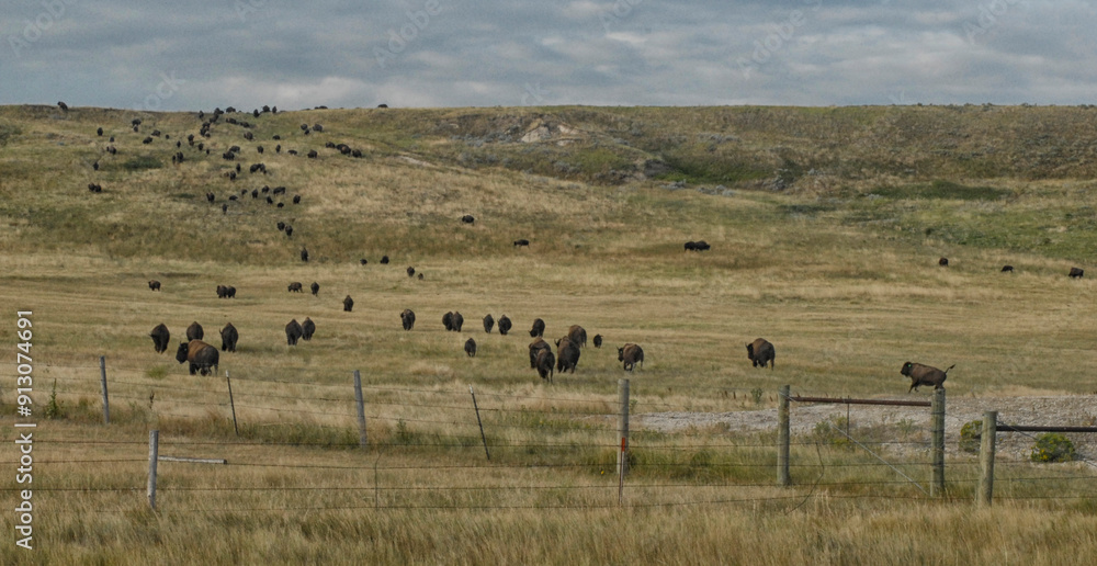 A herd of bison in the field A herd of bison in the field