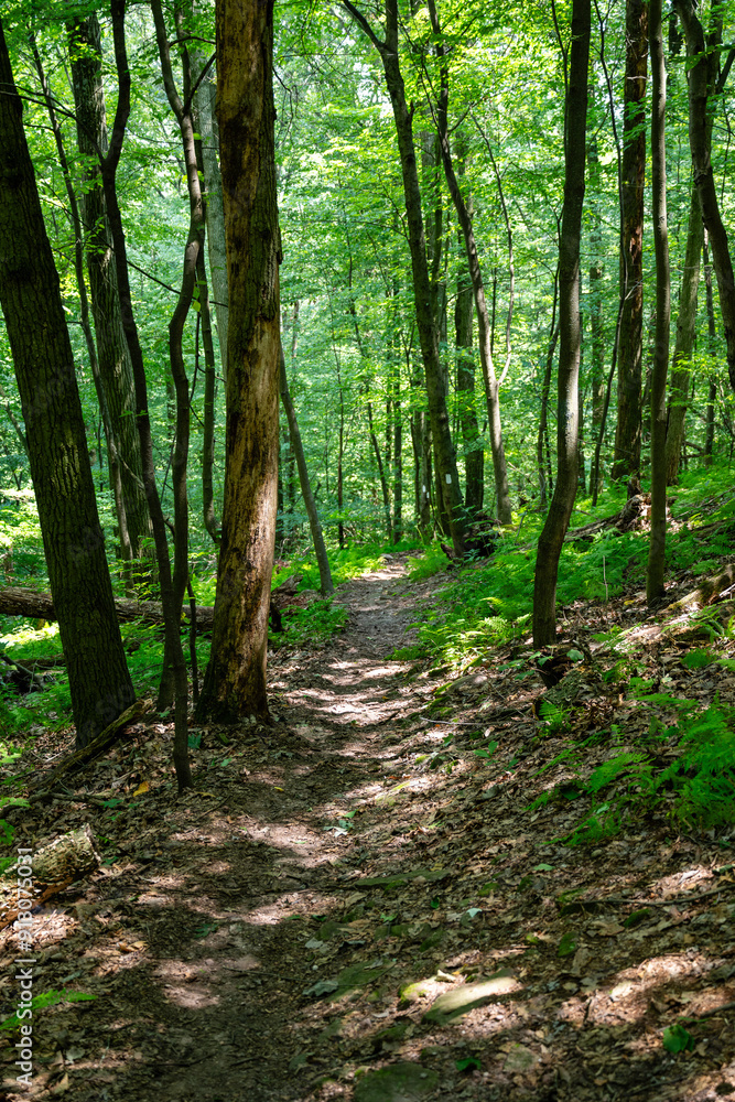 Obraz premium A hiking trail in the woods during daylight hours. 