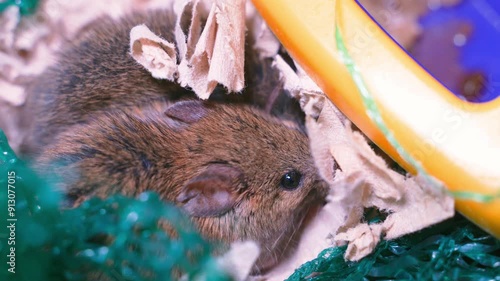 Close-up of two scared mice in a hiding place made of paper photo