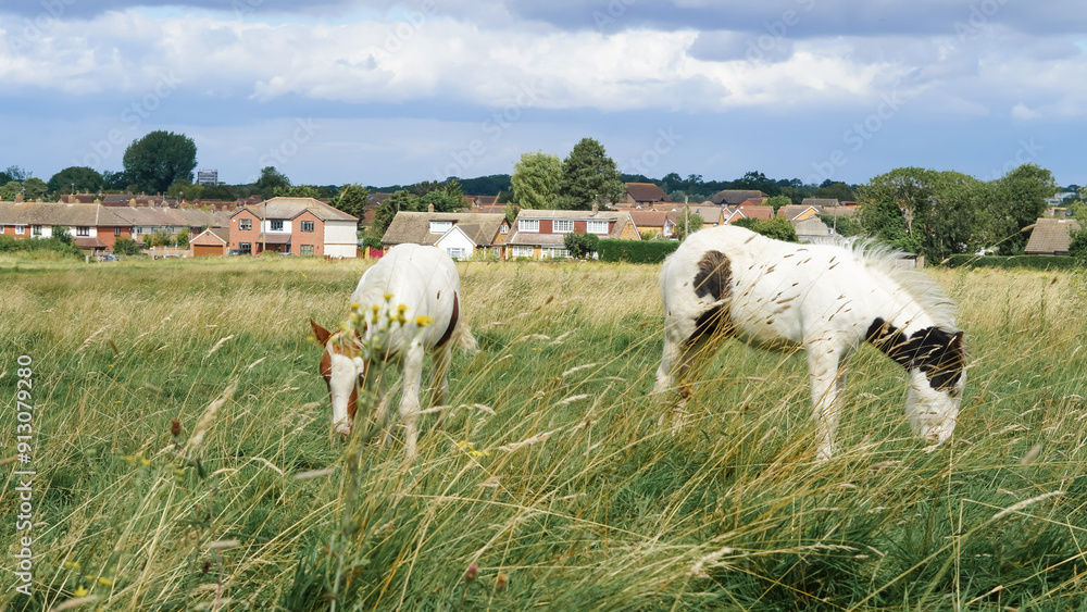 Obraz premium Horses foals in the field, England: picturesque countryside scenes with grazing equines.