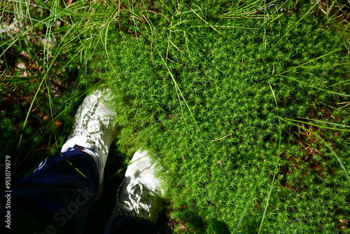 scandinavian moss in the forest photo