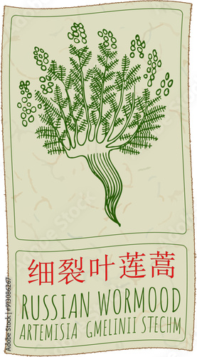 Vector drawing RUSSIAN WORMOOD in Chinese. Hand drawn illustration. Latin name is ARTEMISIA  GMELINII STECHM.
 photo