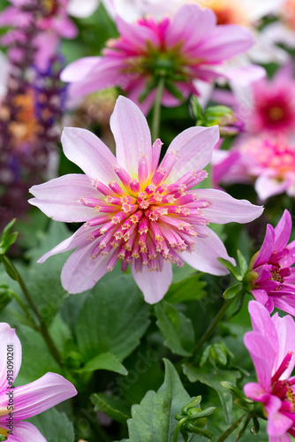 Closeup of single flower of Dahlia 'Dalina Maxi Starburst photo